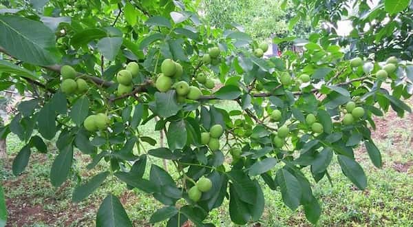 تصویر 3 از قیمت خرید نهال گردو دو ساله با فروش عمده